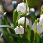 Märzenbecherblüte am Schweineberg, Hameln