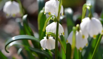 Märzenbecherblüte am Schweineberg, Hameln